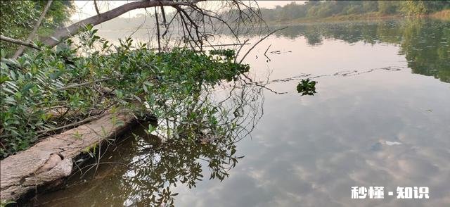 野钓草鱼鲫鱼与鲤鱼等如何调料才让鱼口更好