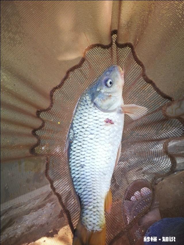 野钓草鱼鲫鱼与鲤鱼等如何调料才让鱼口更好