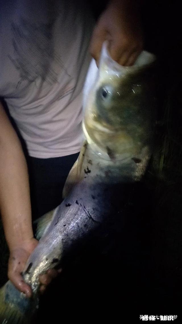 夜钓鲢鳙最佳时间是什么时候