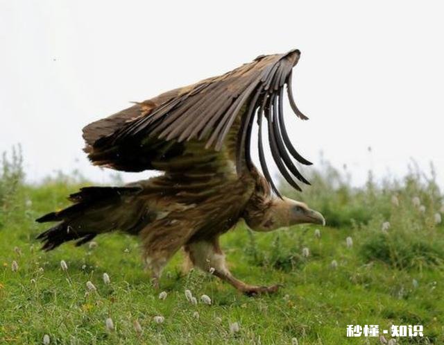 纽约市上空出现秃鹫意味着什么