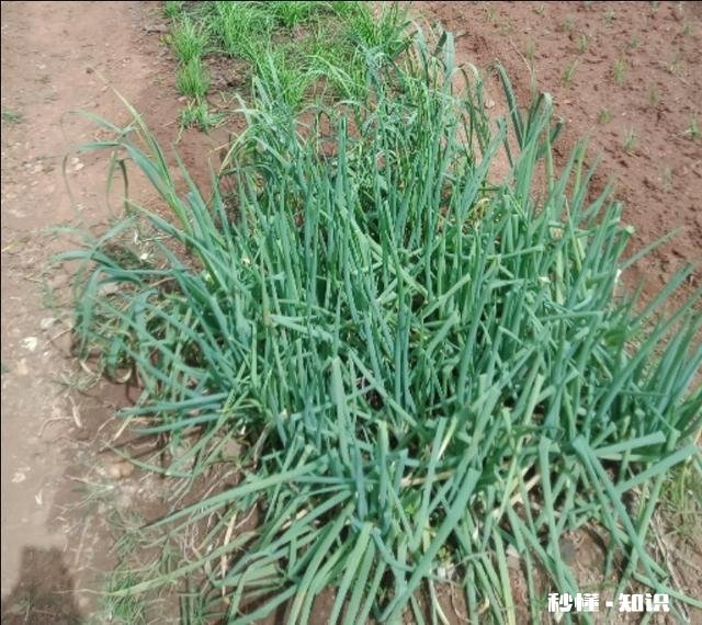 在农村只有两个小院,如何充分利用院子种植来维持生活