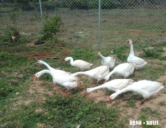 在农村只有两个小院,如何充分利用院子种植来维持生活