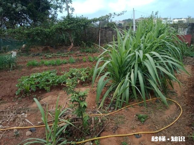 在农村只有两个小院,如何充分利用院子种植来维持生活