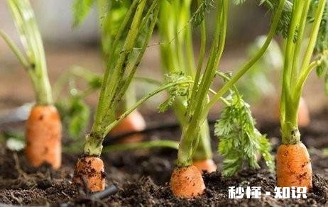 在农村只有两个小院,如何充分利用院子种植来维持生活