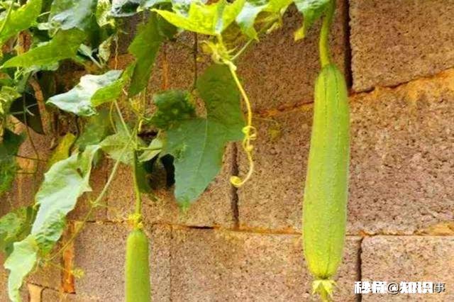 在农村只有两个小院,如何充分利用院子种植来维持生活