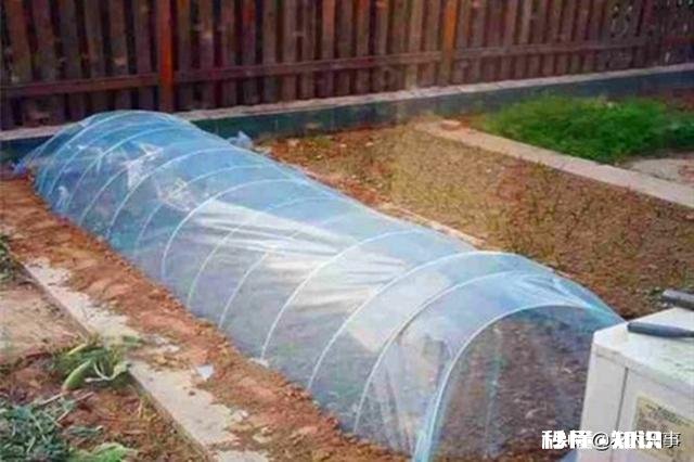 在农村只有两个小院,如何充分利用院子种植来维持生活