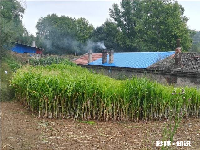 在农村只有两个小院,如何充分利用院子种植来维持生活