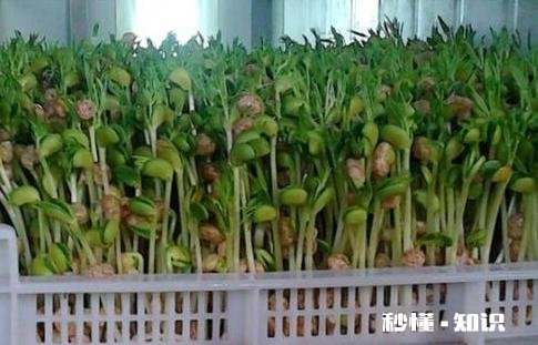 在农村只有两个小院,如何充分利用院子种植来维持生活