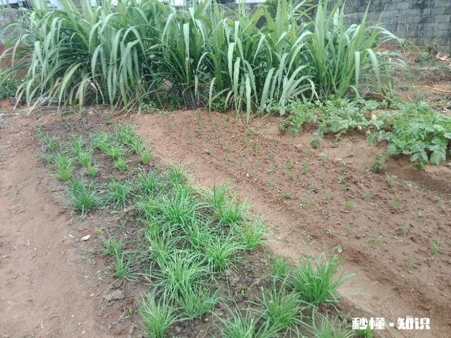 在农村只有两个小院,如何充分利用院子种植来维持生活