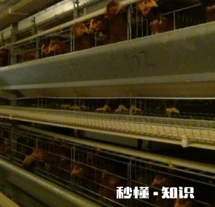 在农村只有两个小院,如何充分利用院子种植来维持生活