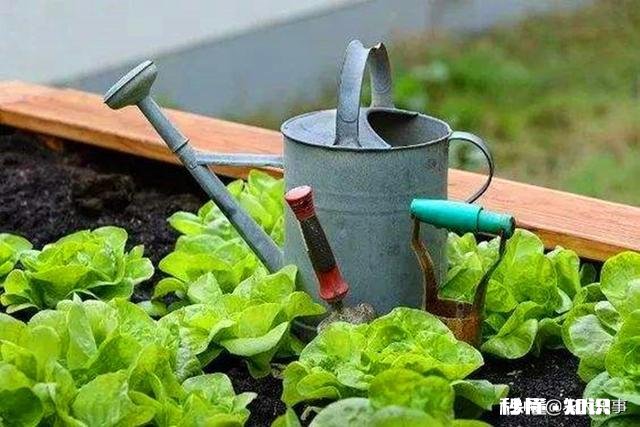 在农村只有两个小院,如何充分利用院子种植来维持生活