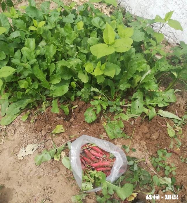 在农村只有两个小院,如何充分利用院子种植来维持生活