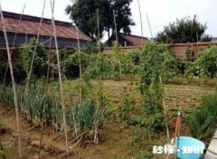 在农村只有两个小院，如何充分利用院子种植来维持生活