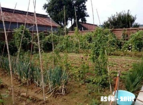 在农村只有两个小院,如何充分利用院子种植来维持生活