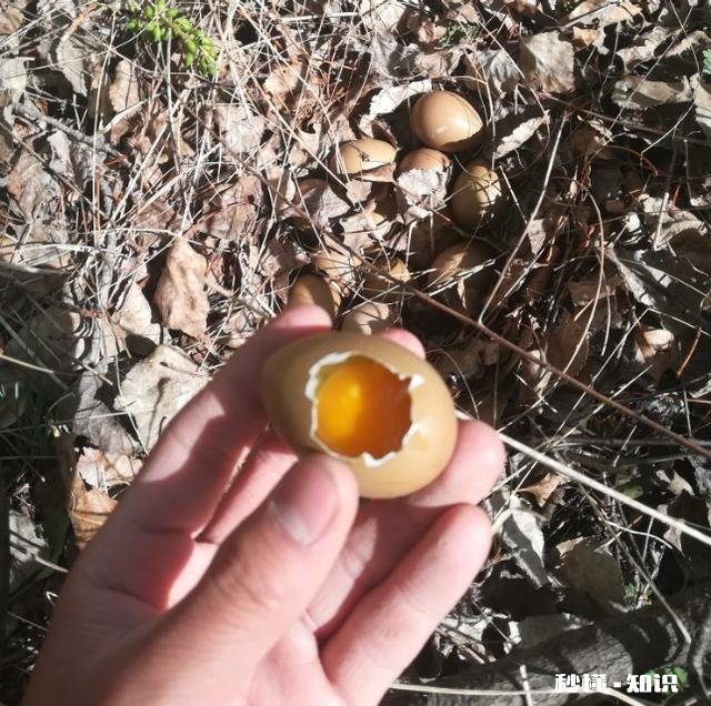 在农村只有两个小院,如何充分利用院子种植来维持生活