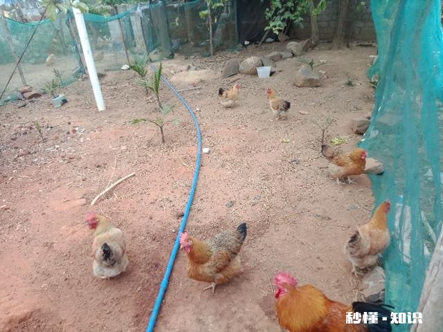 在农村只有两个小院,如何充分利用院子种植来维持生活