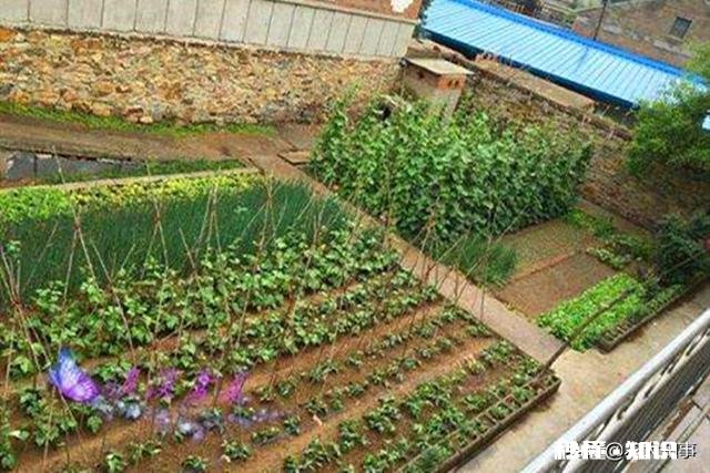 在农村只有两个小院,如何充分利用院子种植来维持生活