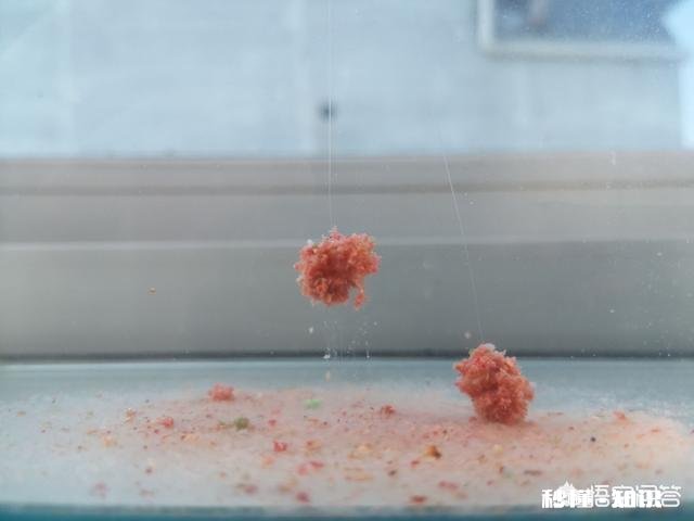 各位钓鱼高手，钓鱼时候有小杂鱼闹窝，应该怎么办呢