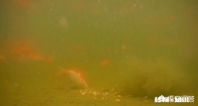 各位钓鱼高手，钓鱼时候有小杂鱼闹窝，应该怎么办呢