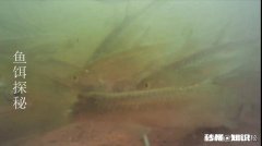 各位钓鱼高手，钓鱼时候有小杂鱼闹窝，应该怎么办呢