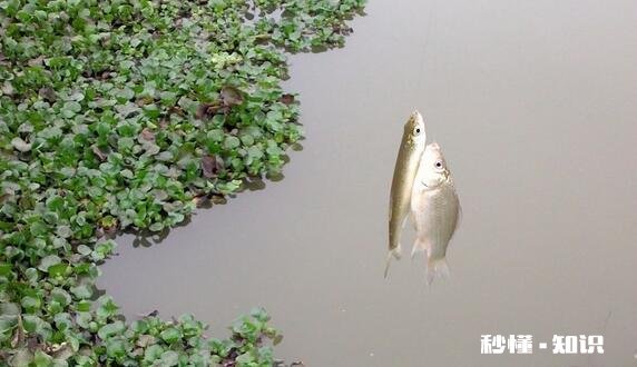 各位钓鱼高手，钓鱼时候有小杂鱼闹窝，应该怎么办呢