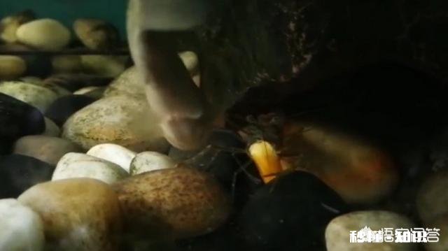 各位钓鱼高手，钓鱼时候有小杂鱼闹窝，应该怎么办呢