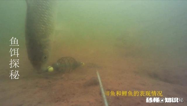 各位钓鱼高手，钓鱼时候有小杂鱼闹窝，应该怎么办呢