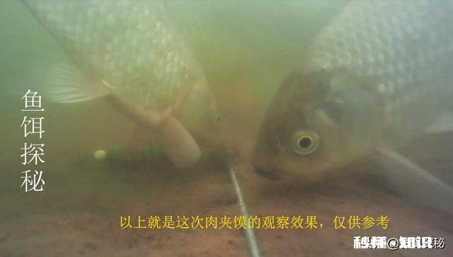 各位钓鱼高手，钓鱼时候有小杂鱼闹窝，应该怎么办呢