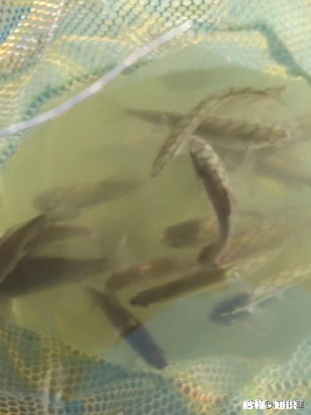 各位钓鱼高手，钓鱼时候有小杂鱼闹窝，应该怎么办呢