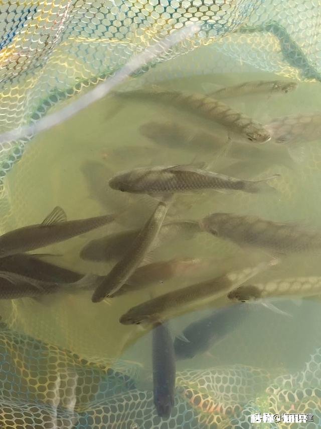 各位钓鱼高手，钓鱼时候有小杂鱼闹窝，应该怎么办呢