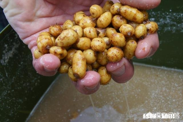 各位钓鱼高手，钓鱼时候有小杂鱼闹窝，应该怎么办呢