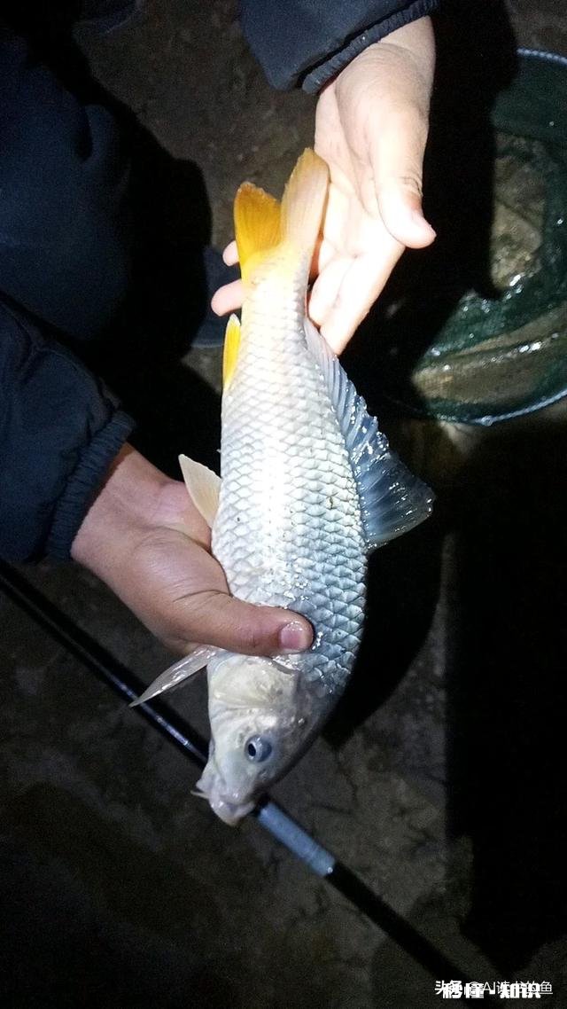 夜钓上瘾吗你有过夜钓的经历吗