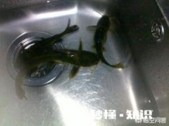 夜钓上瘾吗你有过夜钓的经历吗