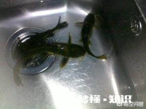 夜钓上瘾吗你有过夜钓的经历吗