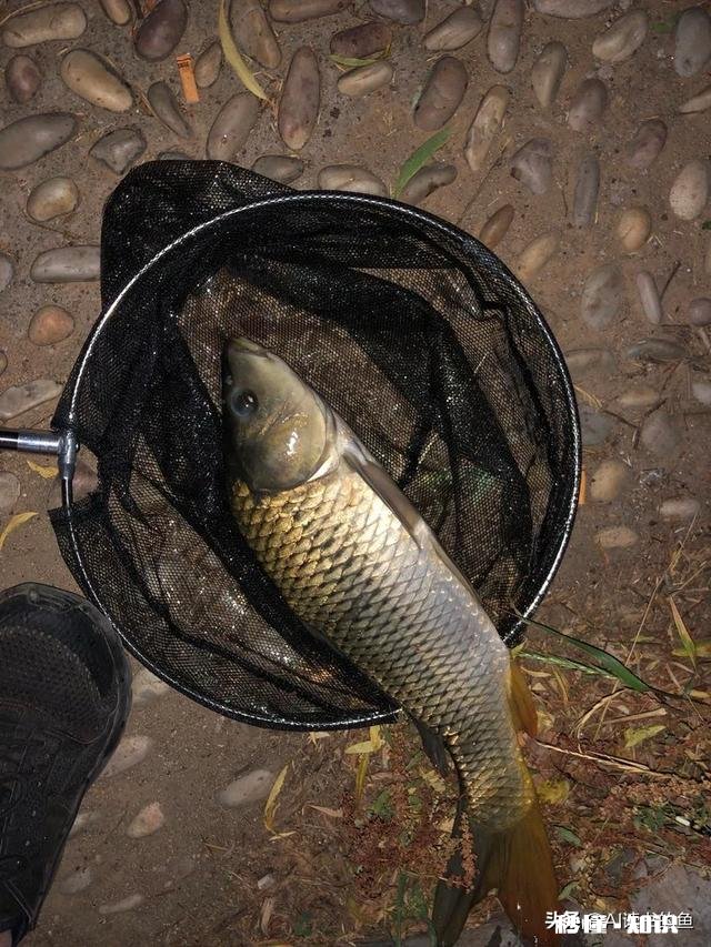 夜钓上瘾吗你有过夜钓的经历吗