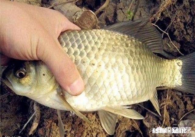 深秋如何钓大板鲫