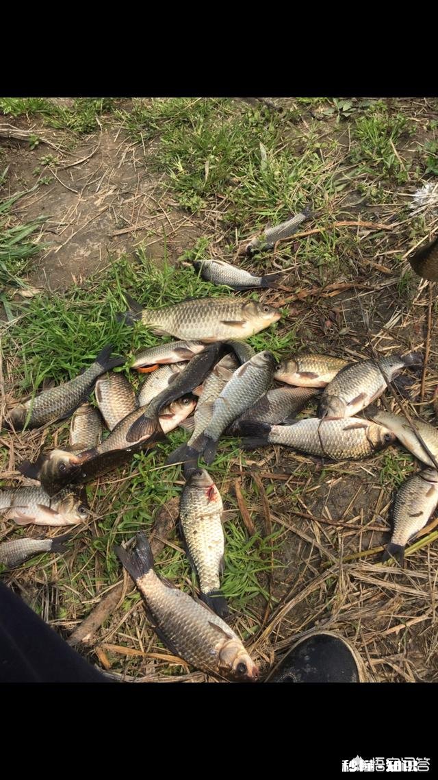 深秋如何钓大板鲫