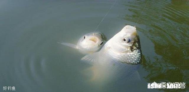 深秋如何钓大板鲫