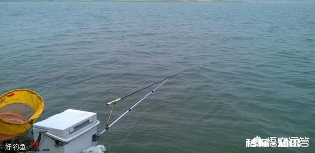 深秋如何钓大板鲫