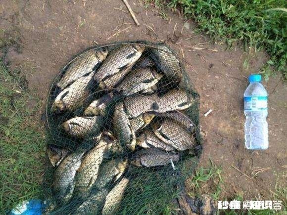 深秋如何钓大板鲫