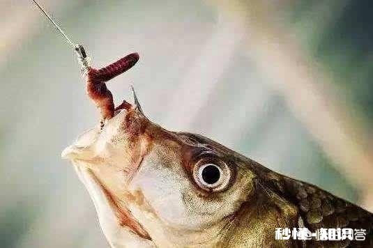 深秋如何钓大板鲫