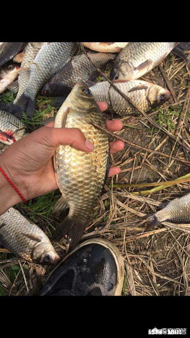 深秋如何钓大板鲫