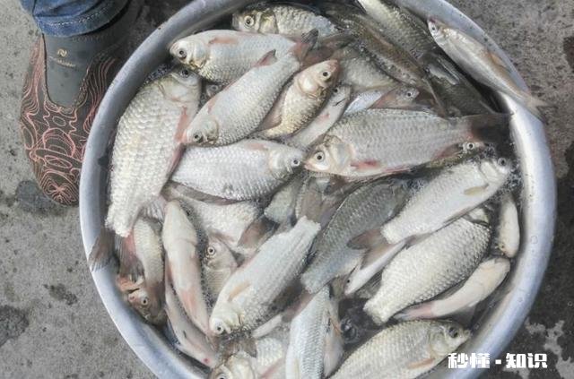 深秋如何钓大板鲫