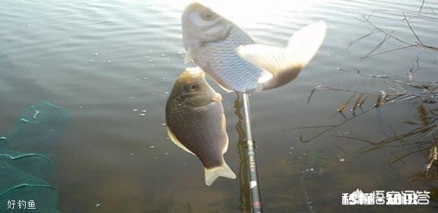深秋如何钓大板鲫