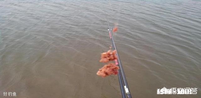 深秋如何钓大板鲫