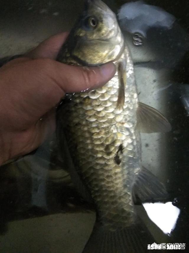 深秋如何钓大板鲫