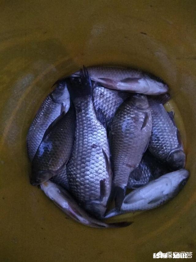 深秋如何钓大板鲫