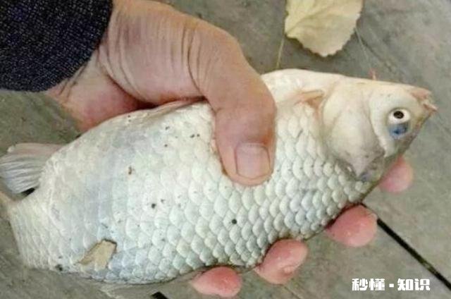 深秋如何钓大板鲫