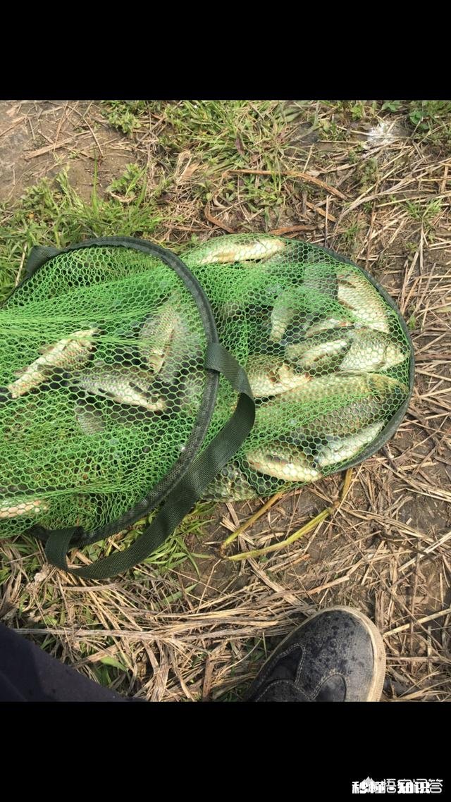 深秋如何钓大板鲫