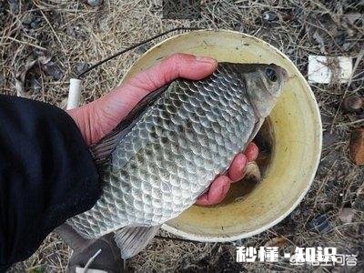 调平水钓二目子线多长